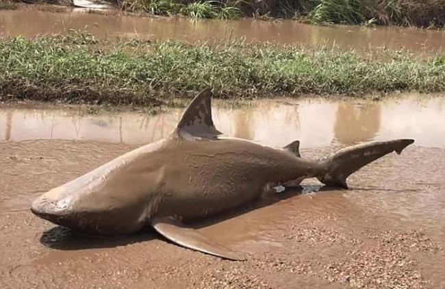 上周四于昆士兰省北部乡郊有公牛鲨陈尸在泥泞中