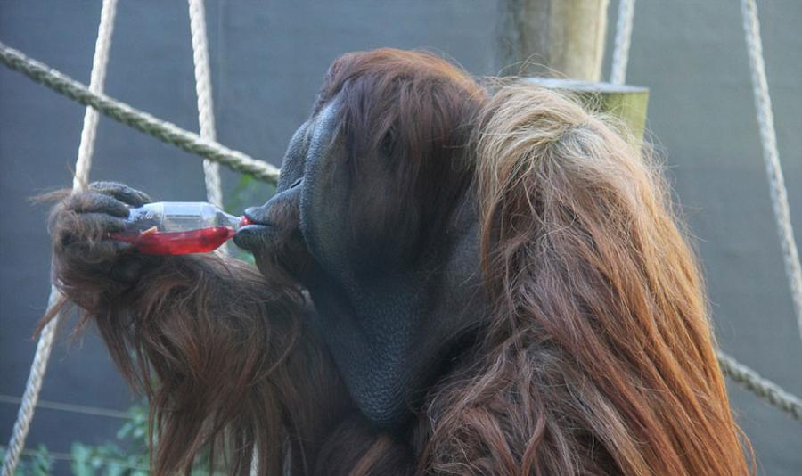 澳大利亚悉尼塔隆加动物园猩猩庆祝“世界猩猩日”