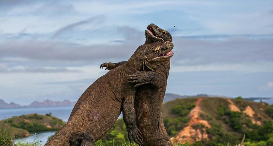两栖与爬行动物组：科莫多巨蜥柔道大战