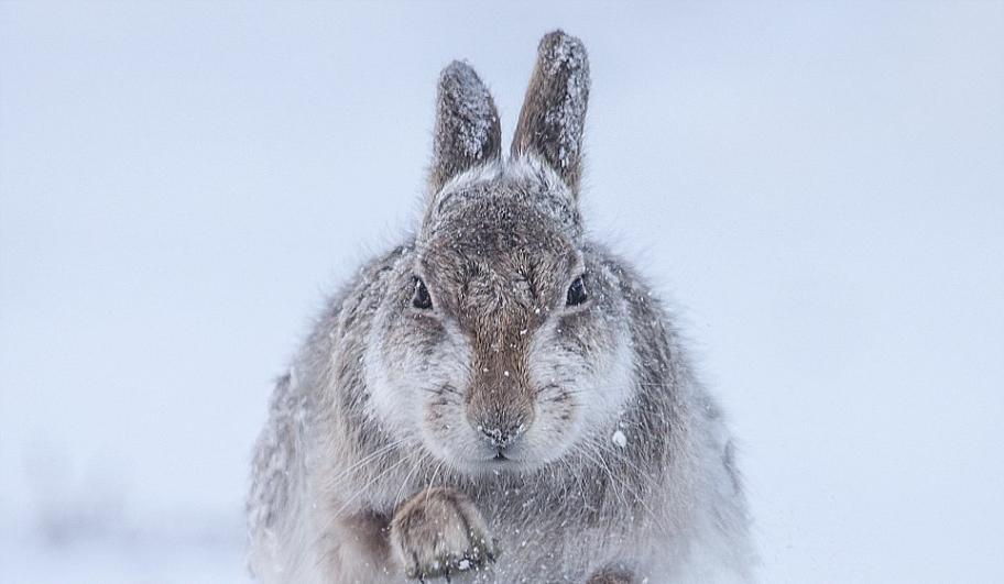 哺乳动物组：雪中野兔