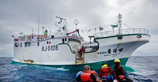 前绿色和平揭发台籍渔船「顺德庆888号」疑似违法捕捞保育类鲨鱼，船上鱼身与鱼鳍数量明显不符，证实有「割鳍弃身」的违规行为，更涉嫌未经核准在海上转载渔获。