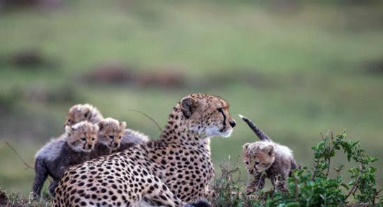 猎豹妈妈与4只小猎豹