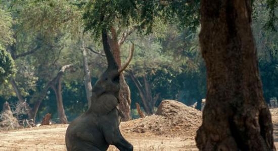 津巴布韦大象靠后腿支撑抬起前腿并伸出长鼻子试图吃大树顶上的豆荚