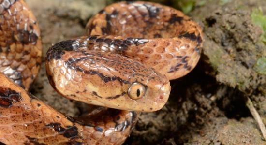 台湾新种蛇类「泰雅钝头蛇」黄眼无毒。（图／游崇玮摄，台师大提供）