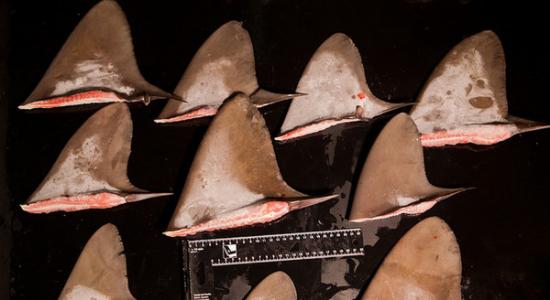 「顺德庆888号」船上查获大量的鱼鳍，台外专家鉴定当中疑似有保育类「黑鲨」，以及列入CITES附录Ⅱ名单中濒危的「红肉丫髻鲛」、「鼠鲨」。