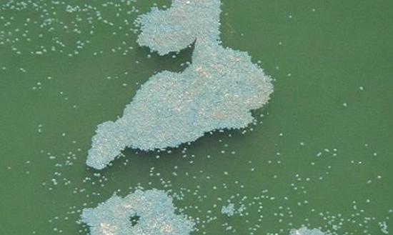 红崖海岸出现一大群水母(图)聚集
