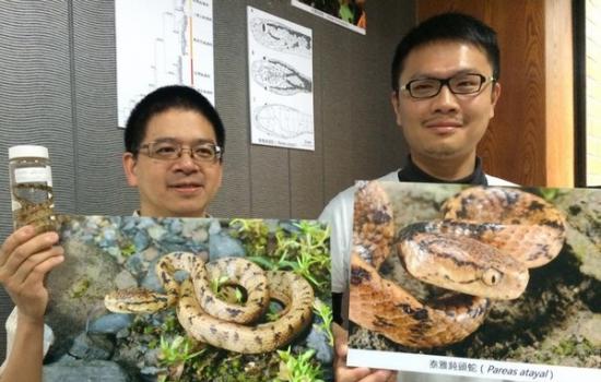 台师大生命科学系研究生游崇玮（右）、副教授林思民（左）团队发现新种「泰雅钝头蛇」。（图／记者杨佳颖摄）
