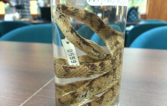 台师大研究团队发现台湾新种蛇类“泰雅钝头蛇”