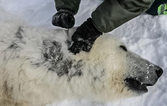 研究发现一些北极熊正在脱毛但原因未知
