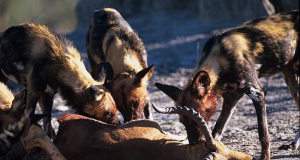 南非野生动物园野狗咬住比自己大一倍的角马鼻子将其拖走吃掉