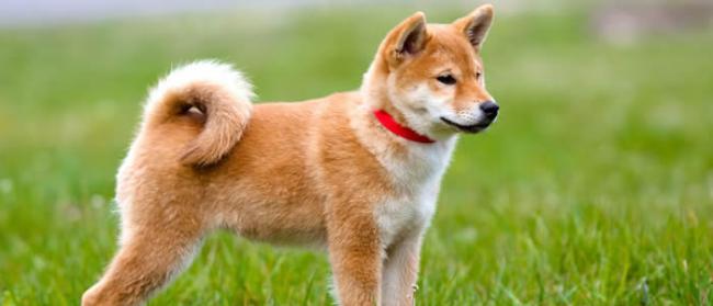 日本秋田犬保存会提出向奥运花滑冠军扎娃赠送秋田犬