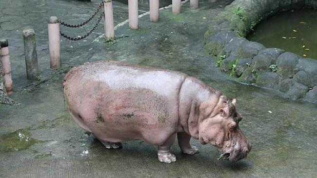 全球最年长的河马在菲律宾马尼拉动物园去世 终年65岁