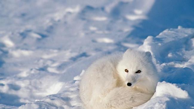 寒冬降临时，北极狐会长出雪白毛皮作为保护色。 PHOTOGRAPH BY TOM MURPHY, NATIONAL GEOGRAPHIC CREATIVE