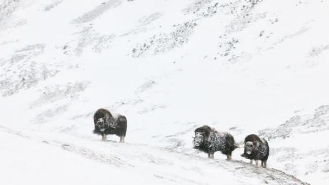 麝牛会在毛皮底层长出一层软毛以抵御严寒。 PHOTOGRAPH BY ORSOLYA HAARBERG, NATIONAL GEOGRAPHIC CREATIV