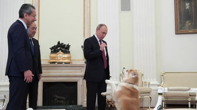 秋田县向俄罗斯总统弗拉基米尔•普京赠送一只秋田犬