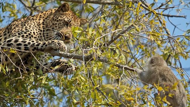 南非萨比森野生动物保护区长尾黑颚猴被花豹穷追不舍上树逃命