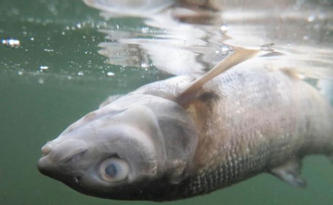 寄生虫疫情造成了大量河鱼死亡。