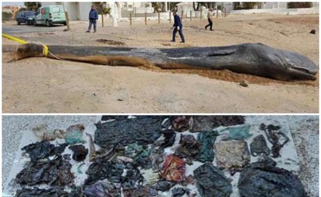 抹香鲸陈尸西班牙东南部城市莫夕亚海滩 体内藏29公斤海洋垃圾