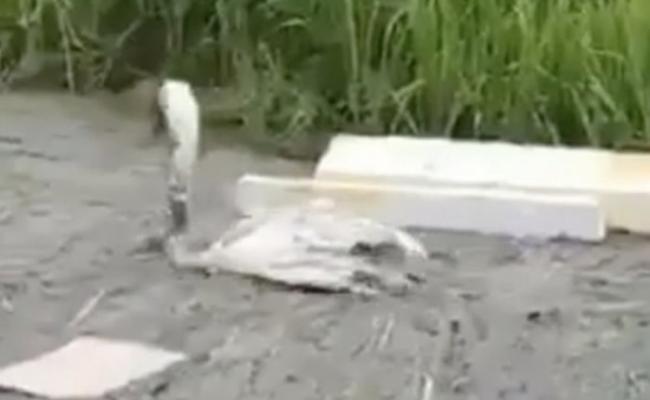 河道上有另一只天鹅在厚厚污泥上难以走动。