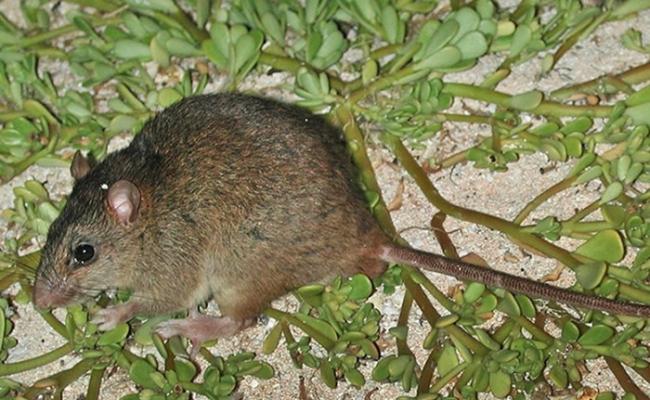 栖息于澳洲大堡礁附近的珊瑚裸尾鼠确认因气候变化绝种 成哺乳类首例