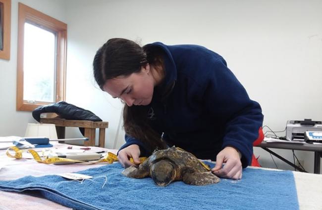 志工抢救一只冻伤的小海龟