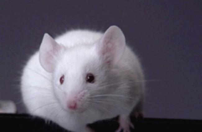 测试中发现白老鼠体内的病毒基因组已被移除。