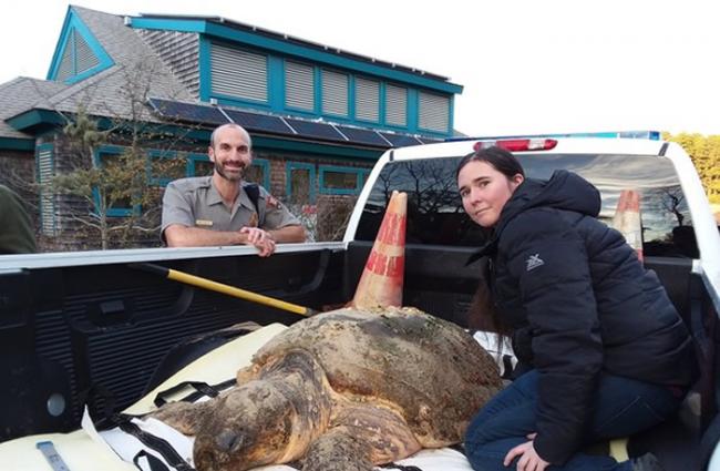 麻州动保组织救起一只近300磅的海龟