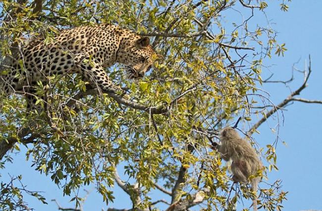 南非萨比森野生动物保护区长尾黑颚猴被花豹穷追不舍上树逃命