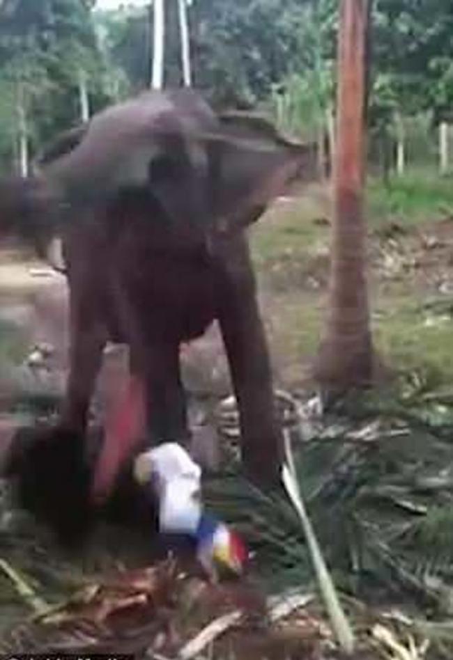 男游客在泰国观光时试图阻碍大象进食 被重摔在地