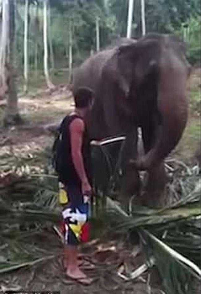 男游客在泰国观光时试图阻碍大象进食 被重摔在地