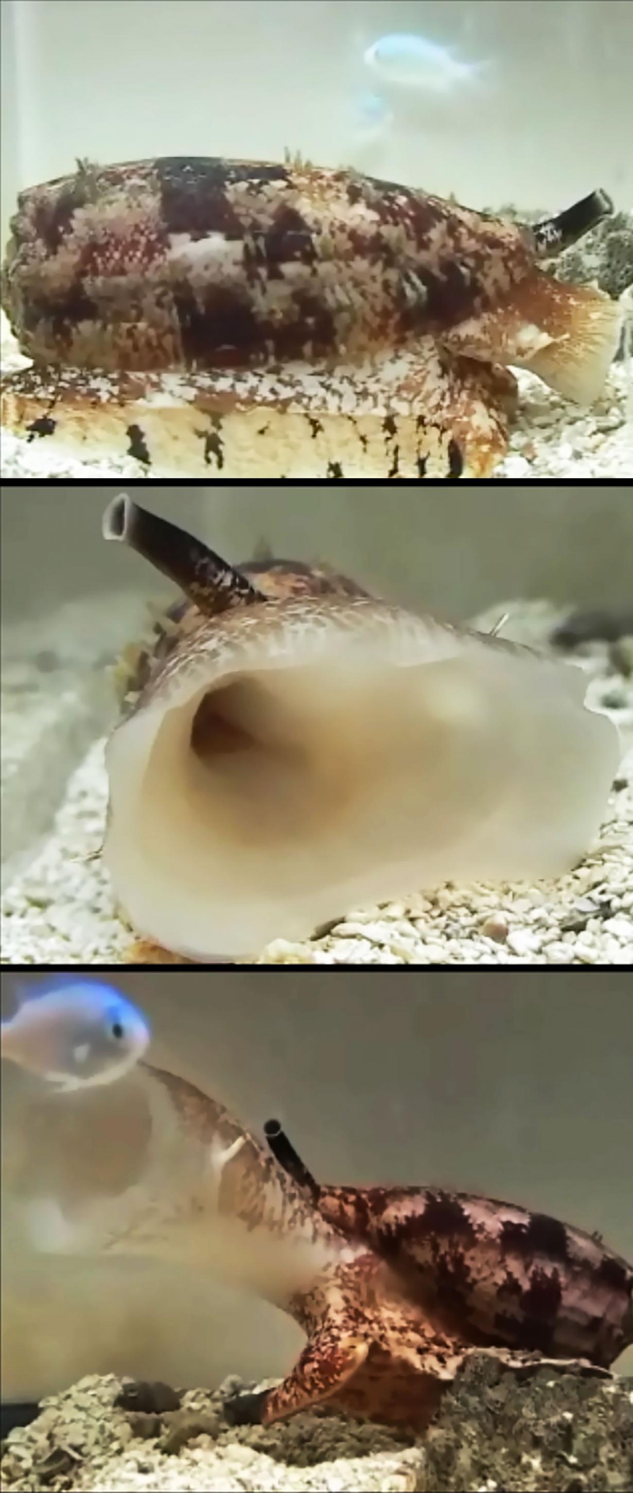 有毒液的芋螺可能使用胰岛素捕获猎物鱼群