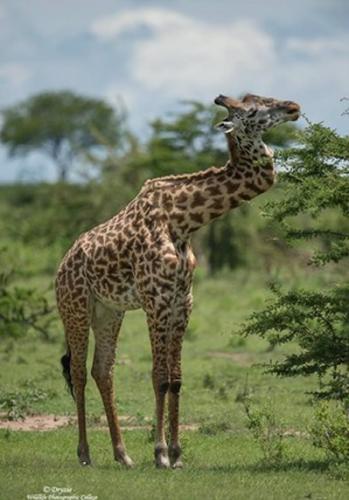 断脖子野生长颈鹿拥有坚韧毅力 在野外生活长达5年之久