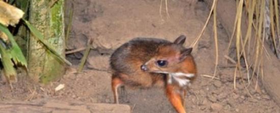 爪哇鼷鹿出生在西班牙南部的丰希罗拉市动物园内