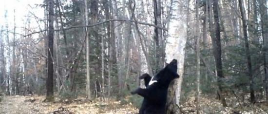 俄罗斯符拉迪沃斯托克一只黑熊在树林“跳钢管舞”