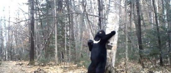 俄罗斯符拉迪沃斯托克一只黑熊在树林“跳钢管舞”
