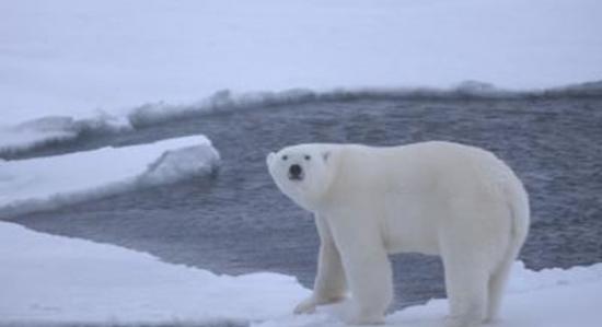 2009年10月，在北冰洋深水区浮冰上的一头年幼的北极熊。
