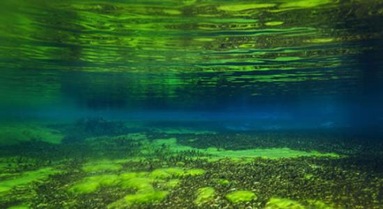 新西兰南岛附近海域拍摄到的“纯净之水”，摄影师克劳斯潜入湖中拍摄到这一神奇的景象，他认为这是一次非凡的视觉体验，如此能见度堪称地球上最透彻的水体之一。