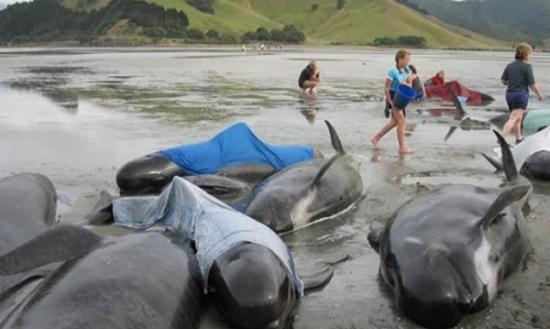 多达198条领航鲸今日被发现集体搁浅