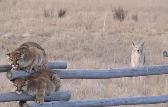 3月28日，两只少年美洲豹位于怀俄明州的国家麋鹿保护区内，洛瑞艾弗森拍摄到这一幕。
