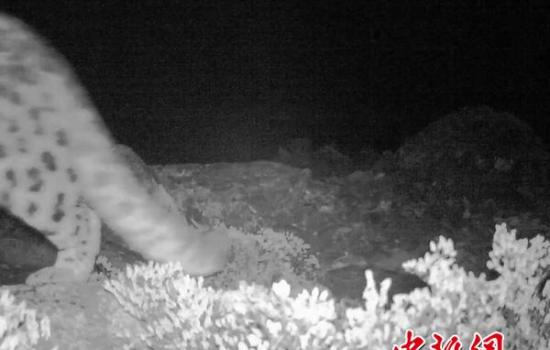 四川省雅安市首次拍摄到雪豹野外生存状态的影像