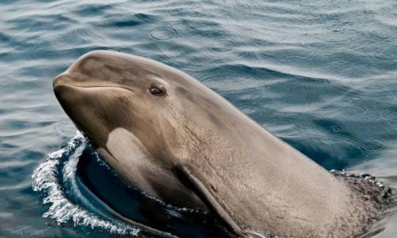 科学家至今仍不清楚领航鲸集体搁浅的原因