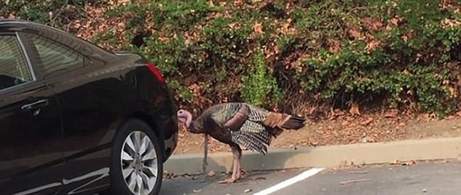 美国加州一只“粗心的火鸡”认不出自己在汽车车身的倒影