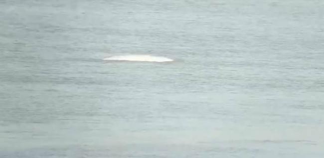 英国伦敦居民发现在泰晤士河中有白鲸
