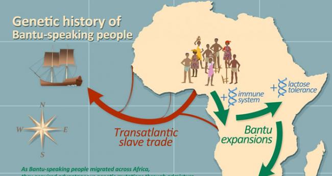 随着说班图语者在整个非洲的迁徙，他们通过人种混合获得了有利的基因变异。