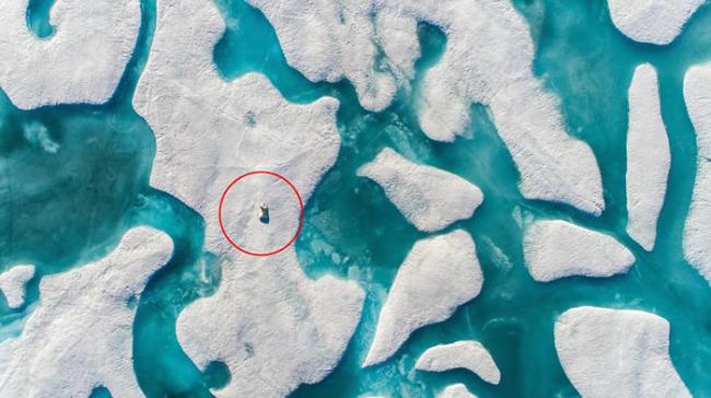 航拍机揭悲歌：法国摄影师Florian Ledoux在加拿大拍到北极熊跳过浮冰断裂前行