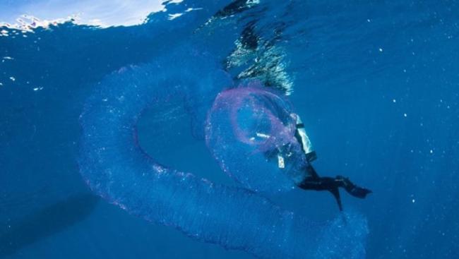 澳洲道格拉斯港拍到巨型半透明粉红“海洋独角兽”――火体虫（pyrosome）