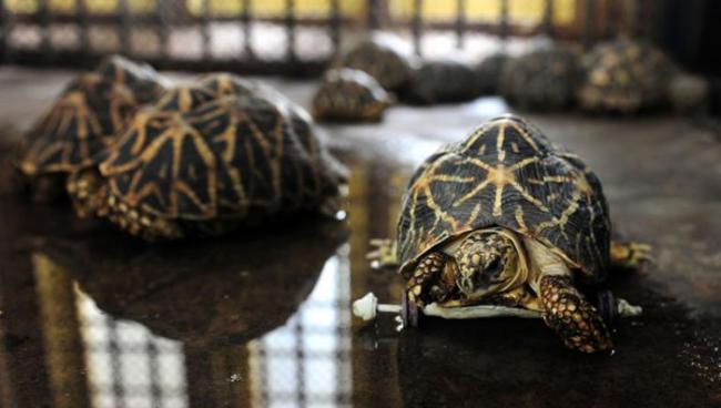 该动物园养了14只印度星龟。PHOTOGRAPH BY ARUN SANKAR, AFP, GETTY IMAGE