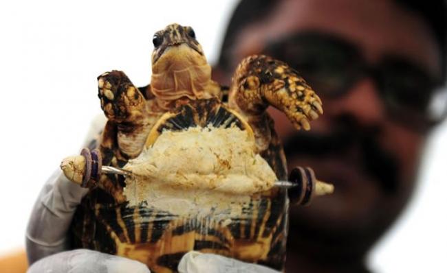 兽医展示装上义肢轮组的印度星龟。PHOTOGRAPH BY ARUN SANKAR, AFP, GETTY IMAGES