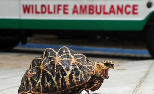 海龟和陆龟常会遇到腿部受伤的状况。PHOTOGRAPH BY ARUM SANKAR, AFP, GETTY IMAGES