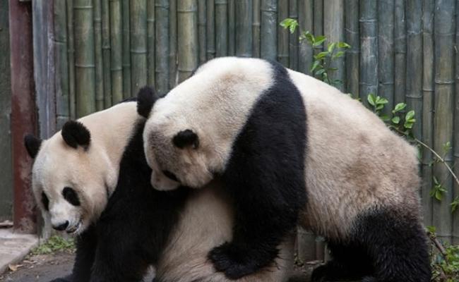 研究发现熊猫自行选择性伴的话，交配次数都会增加。